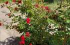 Casă cu 3 camere cu Teren 579 Mp în Florilor - 7