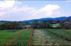 Teren escapada de weekend, limita intravilan 1015 mp, Sinca / Brasov