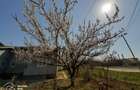 Duplex parter, cu gradina si mini livada - 10