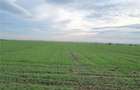 Teren extravilan de vanzare 10.000 mp sacalaz -timis - 1
