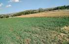 Teren intravilan folosit ca agricol - 5