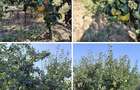 Casa la tara in Sacadat, Bihor, teren 2826 mp, acces auto - Vanzare - 20