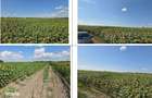 Teren Golaiesti ID: R3402828