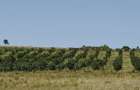 Plantatie Alun 2,9 ha - 5