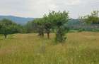 Laschia, 6 ha teren - Laschia (Maramures) - 5
