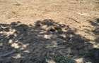 Inchiriez teren intravilan 1500 m