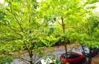 Apartament spatios cu 5 camere | 1 loc de parcare - 25