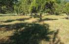 Teren extravilan Corbi de Arges - 3