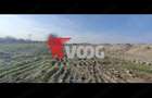 Teren 10000mp-Sacalaz de vanzare - 4