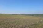 Teren intravilan, 7500 mp, Mischii - 3