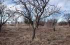 Teren intravilan 3712 mp + 2600 mp extravilan in Dobrovat - 2