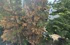 VANZARE APARTAMENT 2 CAMERE, conf 1, Nord-Cameliei - 20
