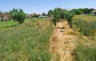 Casa + Curte + Teren arabil generos, Nerau, Teremia Mare, 1596 mp, locuibila imediat - 10