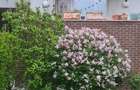 Apartament 3 camere complex Rose Garden - 2