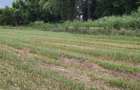 Teren agricol de 4900 mp, în Boldești - 8