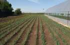Casă cu 2 camere cu Teren 2000 Mp în Lilieci - 4