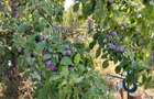 Teren de 2000 mp, în Sibiciu de Sus - 2