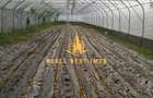 Hala industriala + sere + active business de vanzare Arges - 11