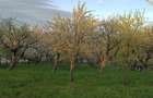 Vand teren intravilan - 8