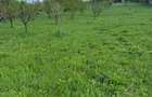 Vanzare teren intravilan de 7533 mp, in Viile Satu Mare - 2