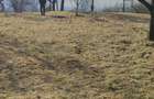 Vand teren cu vie in Dumbravi?a (Baia Mare) - 12