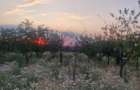 Teren Intravilan De Vanzare Robanesti, Dolj | 5.000 Mp - 1