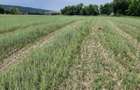 Teren agricol de 4900 mp, în Boldești - 2