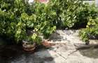 Casă cu 3 camere cu Canalizare în Gării - 1
