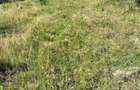 Teren 3.552 mp de vanzare (scrie pe whatsapp) Marginea, zona Dealu Fatului - 5