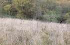 Teren intravilan, 4000 mp, zona Panaci - Vatra Dornei