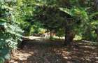 Vila 6 camere-teren 1800mp-Snagov Izvorani-lac - 3