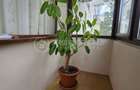 ETAJ 1 | Apartament 2 camere 51mp - Podu Ros + CT - 1