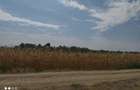Teren 3400 comuna Daia la 200 m de DN5 Giurgiu-Bucuresti - 2
