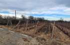Teren vie Cotesti, Vrancea - 4