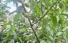 Casa 4 camere, curte ?i pivni?a in suburbie - 9