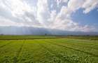 Vand teren agricol extravilan Frecatei