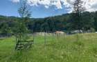 Teren De Vanzare Maneciu-Cheia ( Triunghi ) - 4