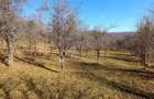 Livada cu pomi fructiferi - 2