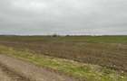 Teren extravilan agricol 15500mp, deschidere 49,64 in Tartasesti - 4