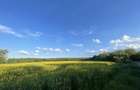 Teren intravilan langa padurea Snagov 7500mp - 4