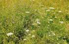 De vanzare teren intravilan 2.500 mp ,15euro/ mp,sat Ulmetel, Rm.VL - 4