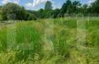 Casă solidă, teren de 2.800 mp cu livada - Aninoasa