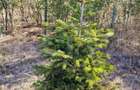 Teren intravilan de vanzare, 951 mp, Bucovat, sat Sarbatoarea - 6