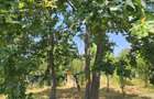 Teren intravilan de 572 mp, în Băicoi - 12
