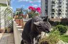 Apartament 3 camere (cu boxa) complex Rose Garden - 14