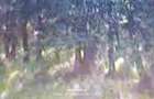 Vand padure in loc. Vulpeni jud Olt - 6