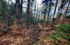 Teren forestier 2.500 mp, Vadurele comuna Alexandru cel Bun, jud. Neamț - 3