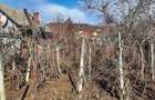 Casă în Stâlpeni - 5
