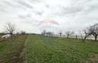 Teren 1944 mp + Casa - 65 mp, Darasti-Vlasca Giurgiu/ 20 ... - 11