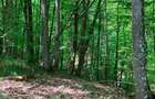 Vand 10 Hectare Padure Fag Tei Carpen